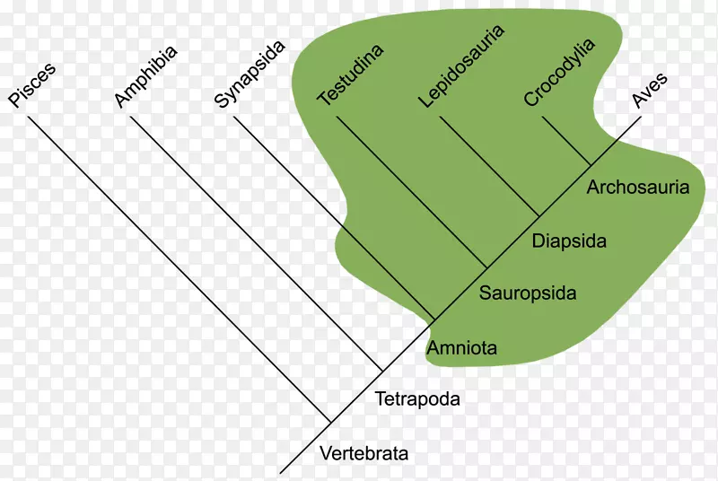 爬行动物类脊椎动物姐妹类gmazova系统发育树-海牛