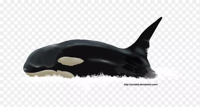 虎鲸海豚动物群