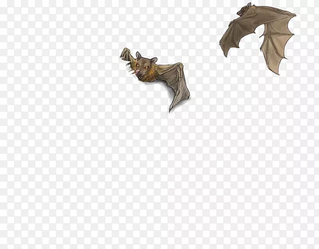 蝙蝠-m-巨型水果蝙蝠图