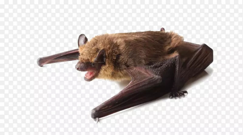 小棕蝙蝠大棕蝙蝠灭虫器公司。屋蝙蝠
