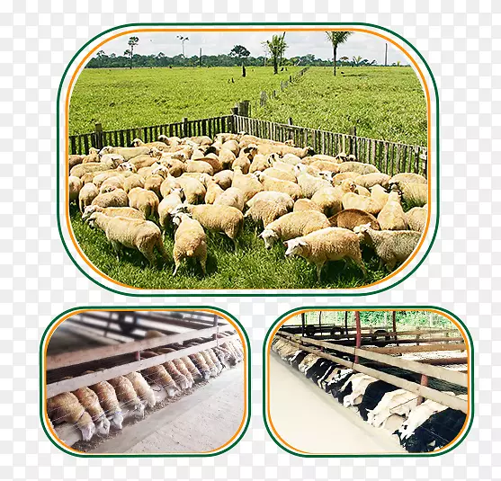 羊亩市场解决方案客户-绵羊