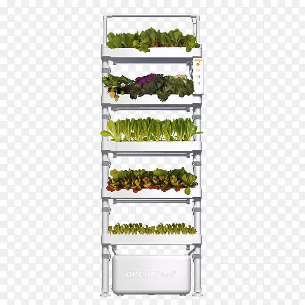 水培园艺：一步地指导蔬菜和鱼一起种植花盆绿色墙水培室内水培箱