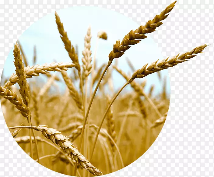 燕麦胚芽小麦谷物硬粒大麦