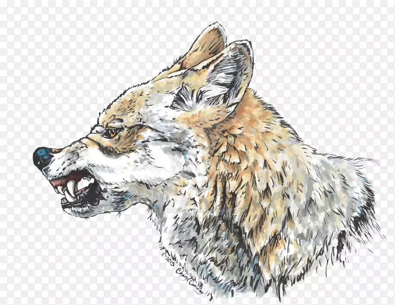 红狐狼交叉狐狸狼