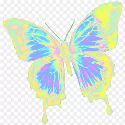 帝王蝶，毛茸茸的蝴蝶，对称的仙女蝴蝶
