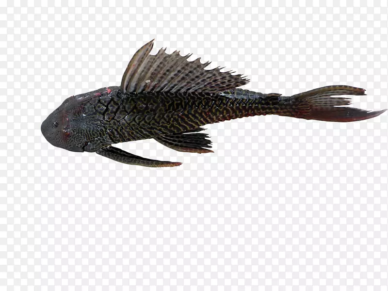 亚马逊旗鱼、鲶鱼、阿卡里铠装鲶鱼-鱼