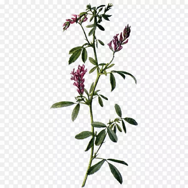 紫花苜蓿药用植物花卉苜蓿