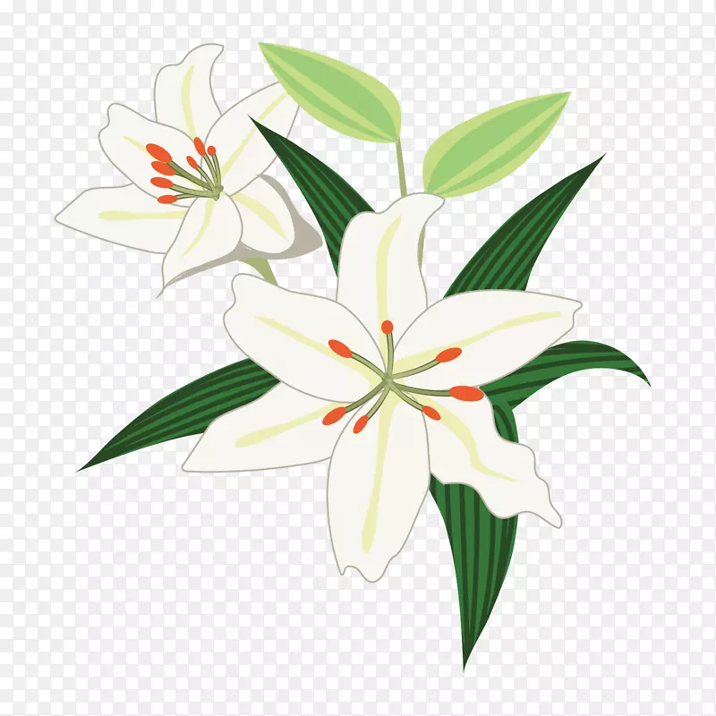 花卉设计百合花‘Casa Blanca’插图图形.设计