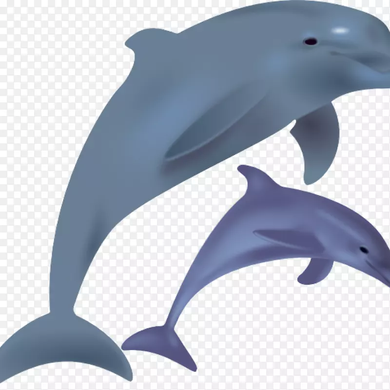 普通宽吻海豚剪贴画开放式图形.海豚