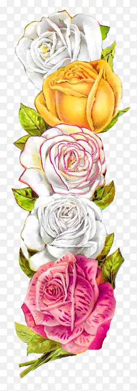 花园玫瑰，卷心菜，玫瑰，花卉设计，剪贴画，形象花