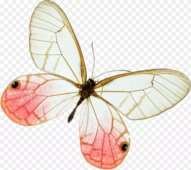 毛茸茸的蝴蝶图片png图片电脑图标剪辑艺术蝴蝶