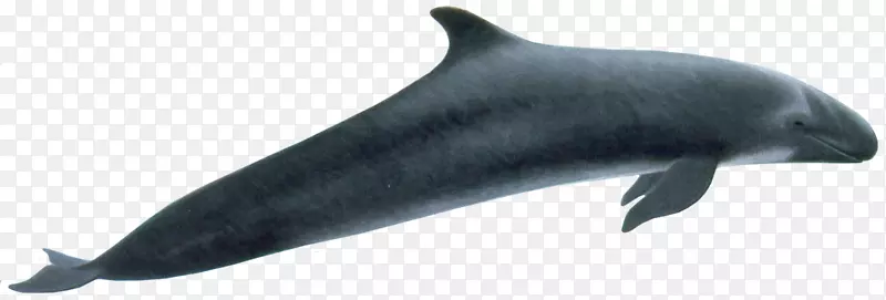 粗齿海豚普通宽吻海豚图库溪白嘴海豚png图片-鲸鱼