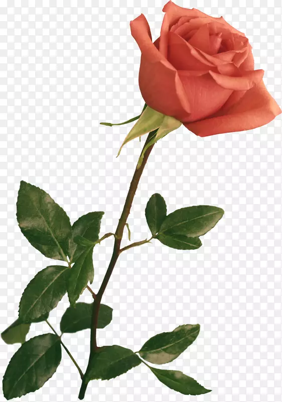 剪贴画玫瑰图形图像-花