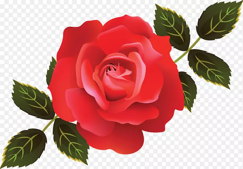 花园玫瑰，卷心菜，玫瑰，土坯插图，土坯系统，土坯Photoshop-白色玫瑰插图
