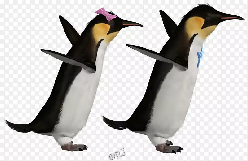 帝企鹅动物群-企鹅