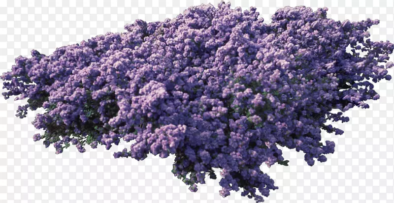 英国薰衣草紫色PNG灌木丛