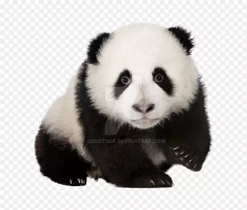 四川大熊猫保护区图书图片皮肤医生ph平衡清洁剂100毫升-熊猫宝宝