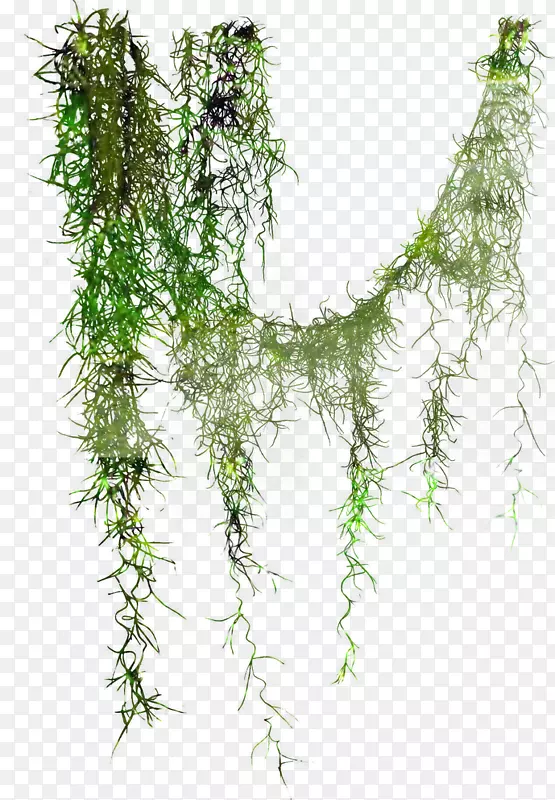 藤本树叶摄影植物茎-树
