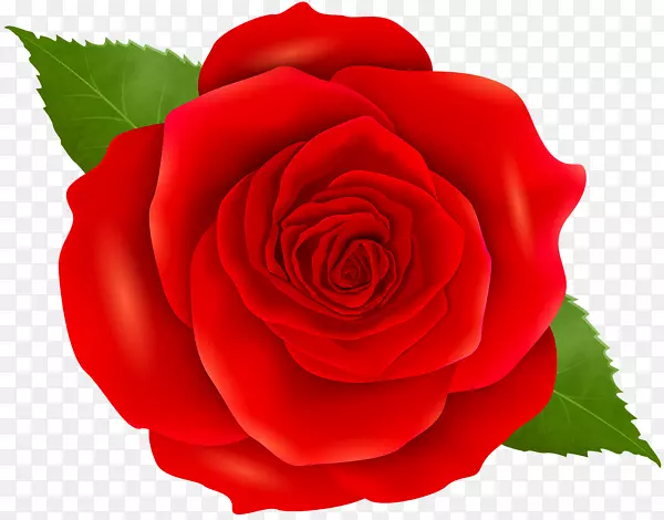 花园玫瑰蓝玫瑰剪贴画花卉png图片-玫瑰绘画