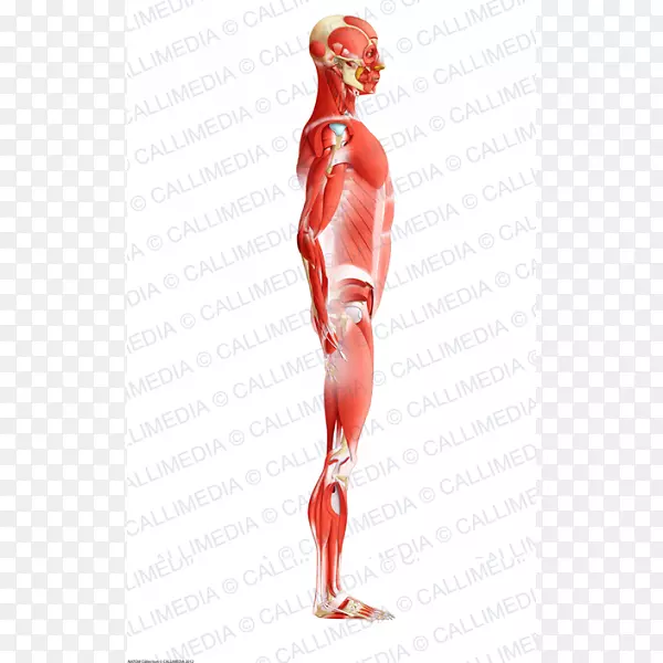 肌肉人体解剖肌肉系统-手臂