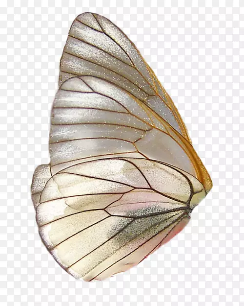 蝴蝶昆虫png图片剪辑艺术翅膀蝴蝶