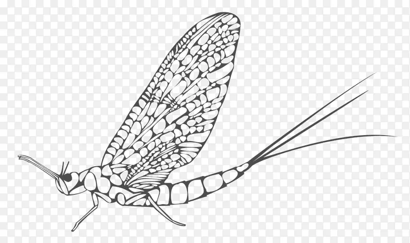 昆虫图像可能是蝴蝶的星历-昆虫