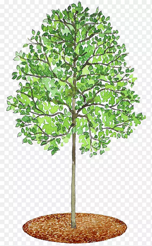 Tilia cordata平面树覆盖png图片.树