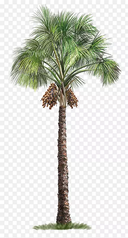 西果棕榈，苏铁棕榈树，墨西哥扇棕榈