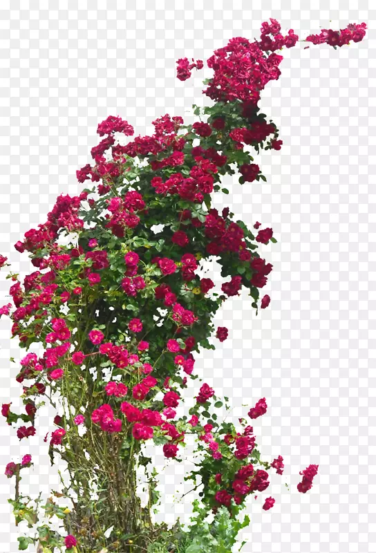 花园玫瑰漫步者玫瑰田玫瑰花杂交茶玫瑰攀援植物