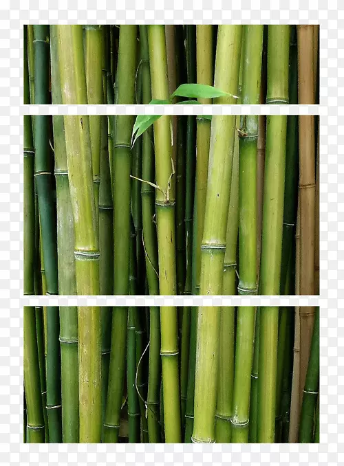 竹类植物麦地那0美人鱼-竹子
