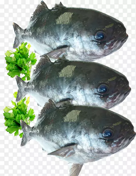 鳕鱼产品鲑鱼沙丁鱼新鲜鲑鱼