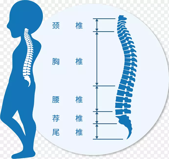 脊柱夹术颈椎图形腰椎-17材料