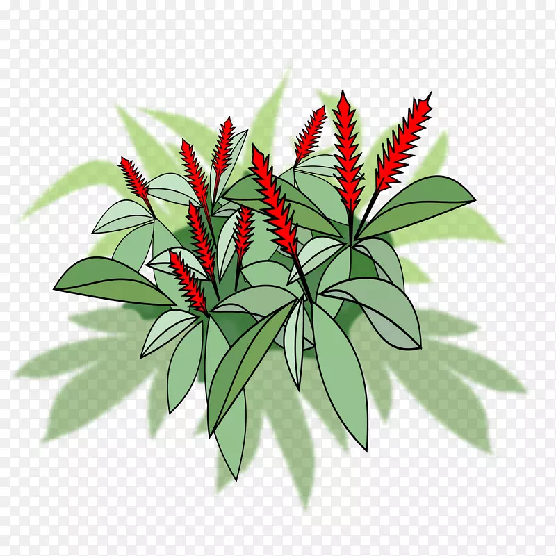 花盆植物红姜开花植物剪贴画