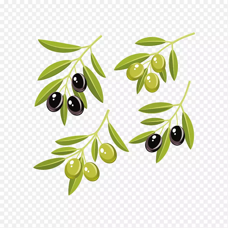 橄榄油图形剪贴画橄榄叶-橄榄枝着色页面