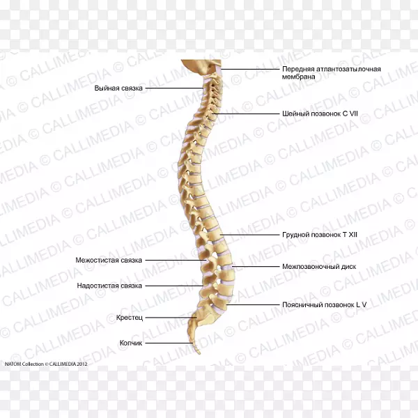 椎柱韧带骶骨颈椎