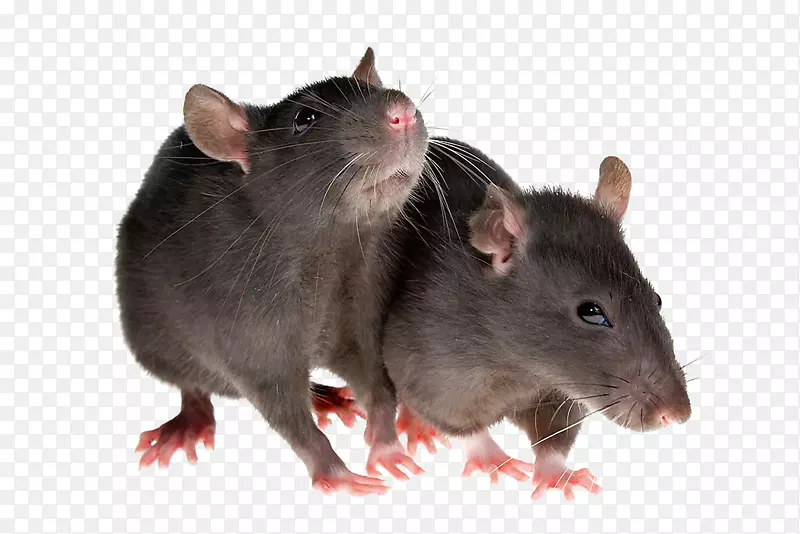 鼠褐鼠黑鼠害虫防治-大鼠