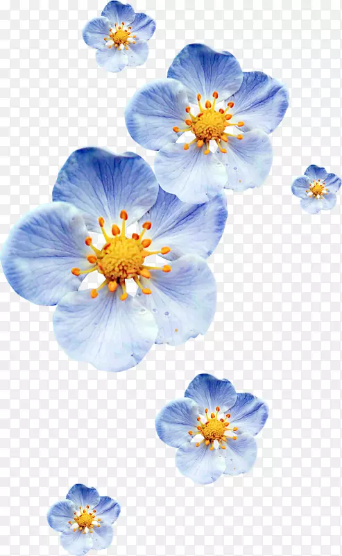 花瓣蓝色png图片彩色花-忘记我而不是花