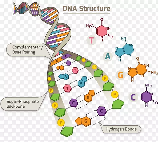 dna人类基因组计划单核苷酸多态性rna-dna结构