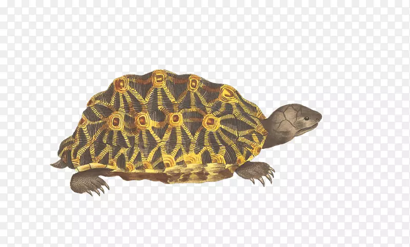 海龟爬行动物png图片剪辑艺术图片海龟