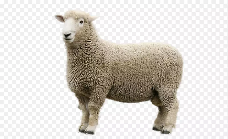 梅里诺·罗姆尼绵羊png图片山羊国内绵羊繁殖-林肯羊