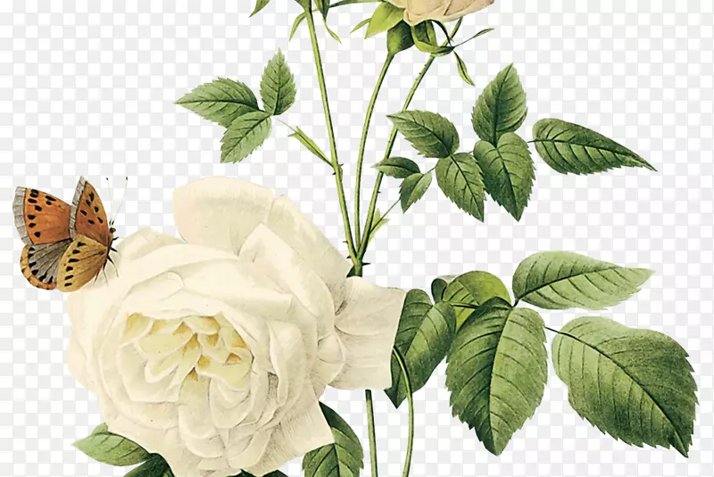 玫瑰png图片剪辑艺术花卉设计-奉和麦