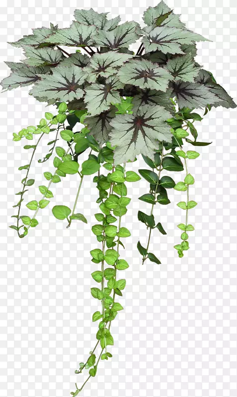 花盆图像植物png图片.Soylent Green 2