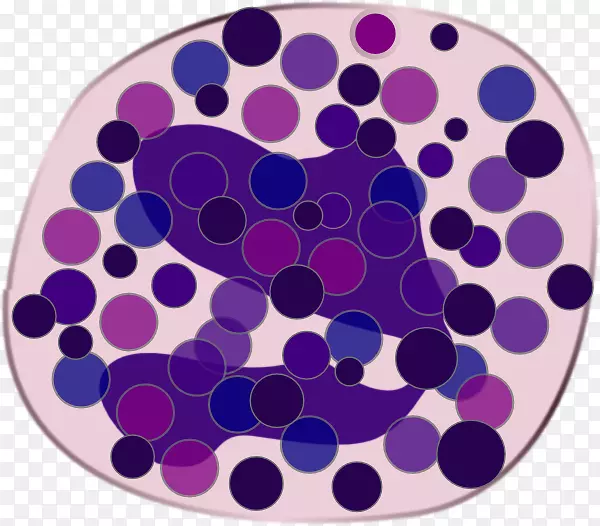 嗜碱性粒细胞，血液，人体生理学-淋巴细胞