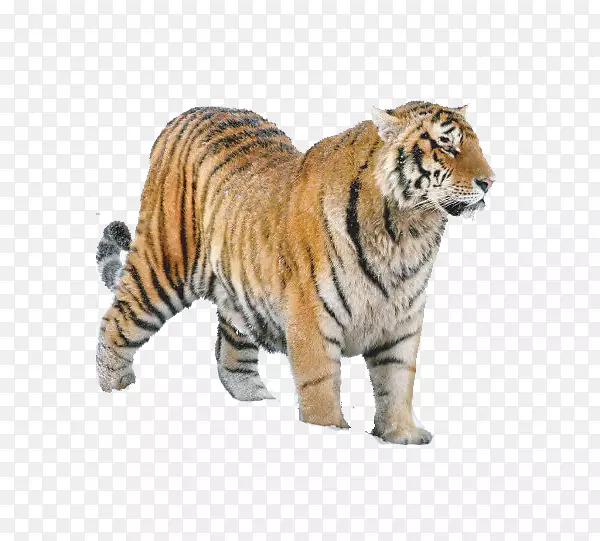 西伯利亚虎狮猫科动物东北虎：历史、分布、种群动态、生态和保护策略-狮子