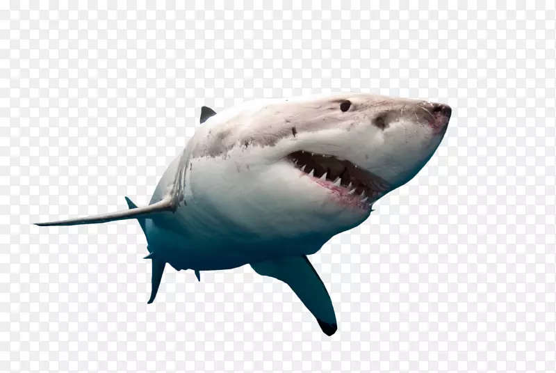 png图片剪辑艺术大白鲨牛鲨桌面壁纸-大白鲨