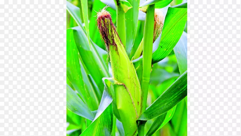 洛斯桑托斯省科克莱省博卡斯德尔托罗省农作物农业-玉米