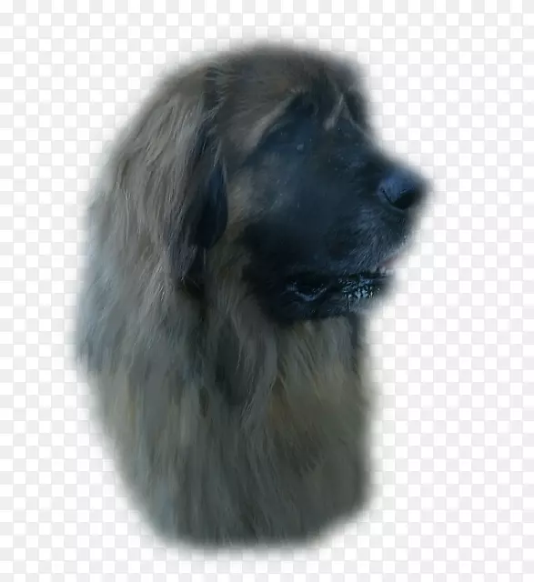 埃斯特雷拉山犬，雪佛兰犬，莱昂伯格，纽芬兰犬品种-阿里