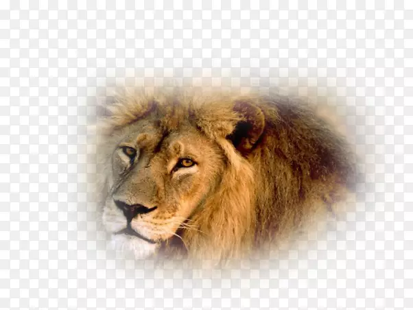 狮子野生动物老虎亚洲电影摄制组-非洲狮