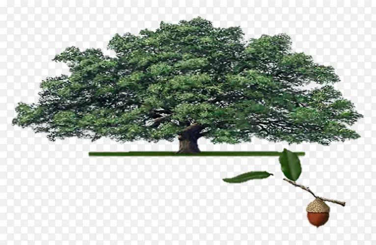 室内植物木本植物电子邮件-活橡树