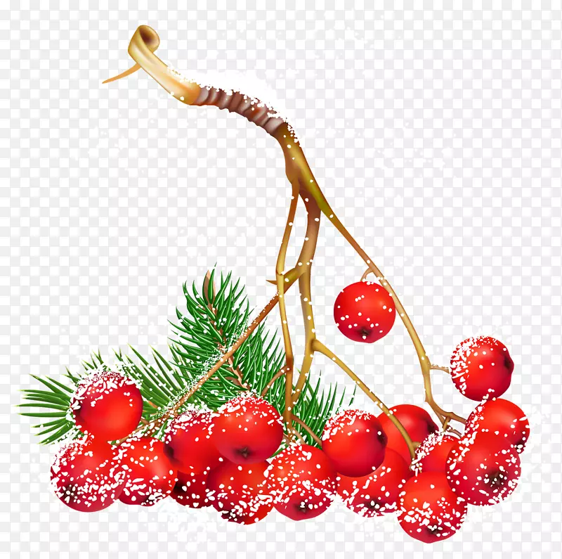 剪贴画png图片圣诞日浆果图像-浆果